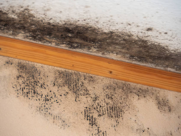 Mold Remediation for Vacation Homes in Knoxville, IL